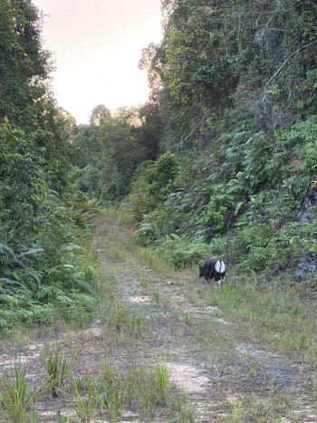 Sighting photo